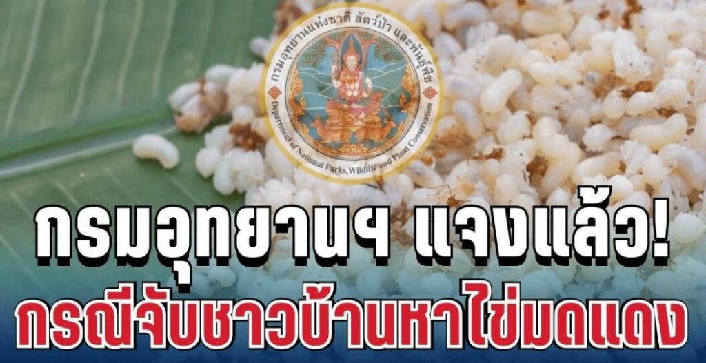 กรมอุทยานฯ แจงแล้ว! กรณีจับชาวบ้านหาไข่มดแดง
