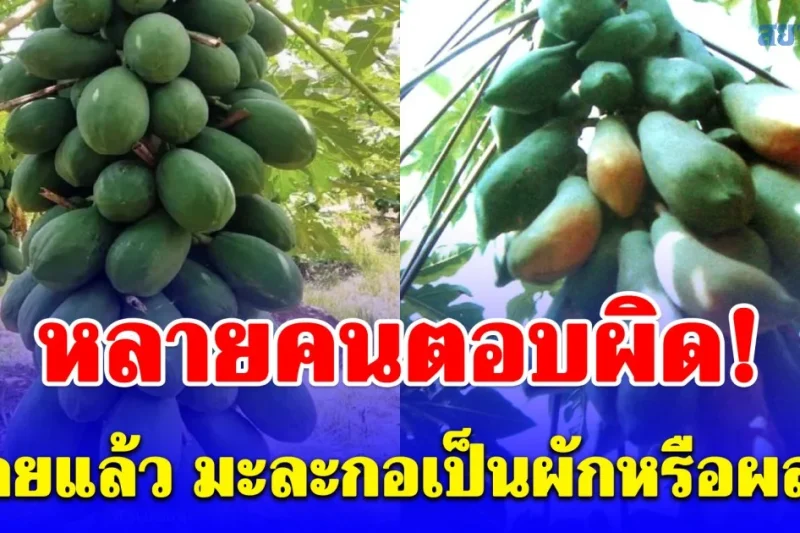 หลายคนตอบผิด! เฉลยแล้ว มะละกอเป็นผักหรือผลไม้