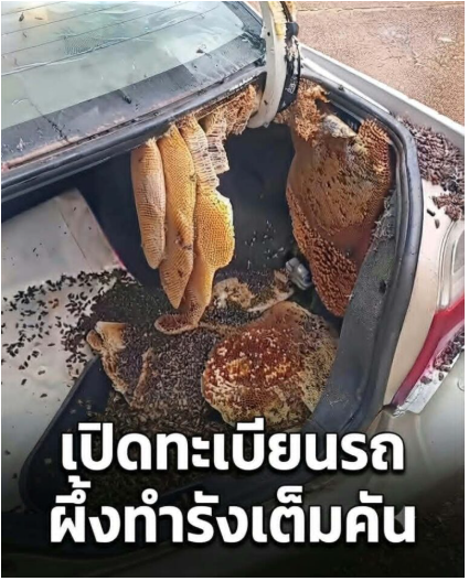 ฮือฮา เปิดท้ายรถจอดทิ้งไว้ 1 ปี เจอผึ้งทำรังเต็มคัน แห่โฟกัสทะเบียน… ดูเพิ่มเติม…